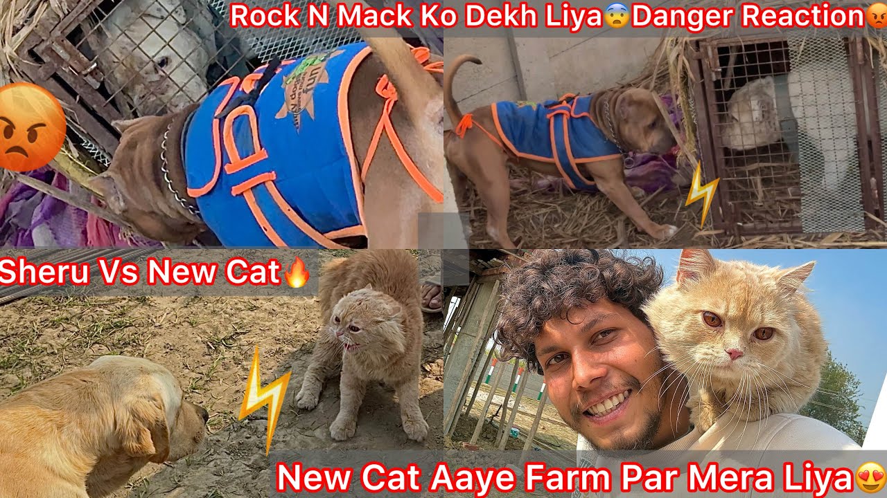 Rock N Mack Ko Dekh Liya😨Cage Mai He Bhid Gye Dono😡|| Farm Par New Male Cat Ki Entry Hui 😍🐈 