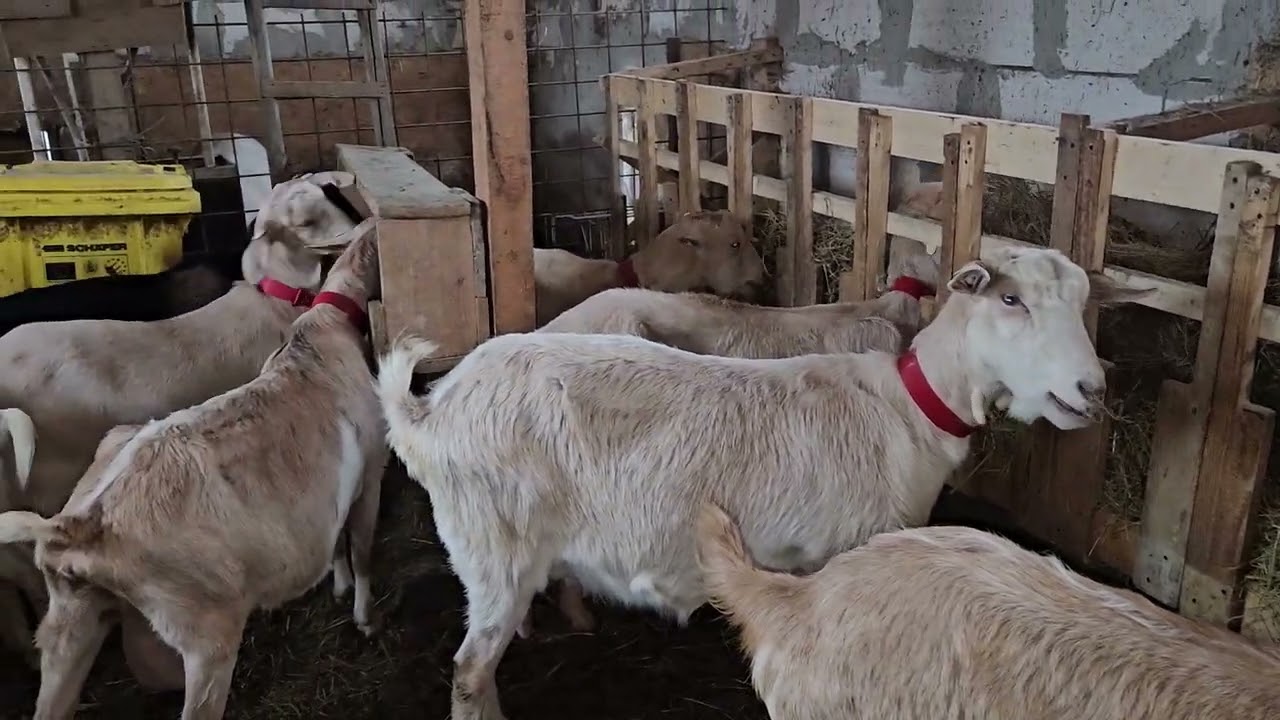CREȘTEREA CAPRELOR PE STABULAȚIE!!AVANTAJE!