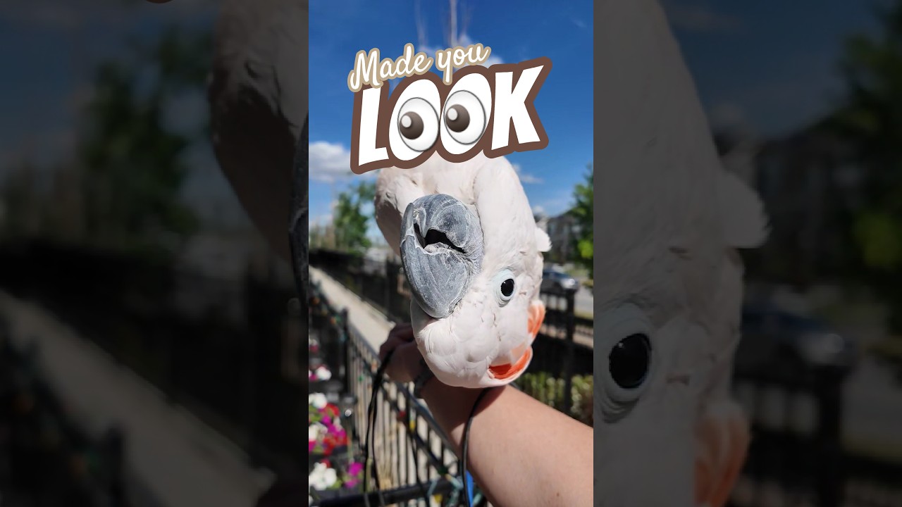 I'm looking for something... 👀 #madeyoulook #Moluccan #cockatoo #u2