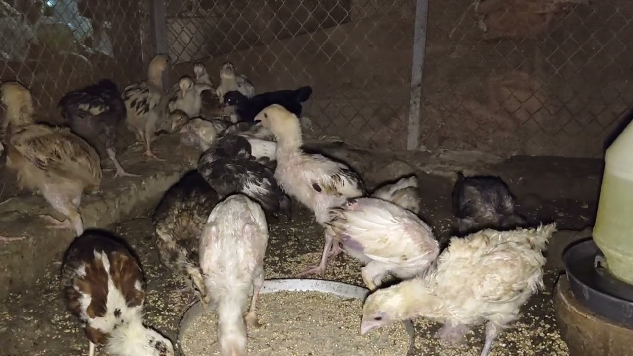 Golden misri chicks routine at night #chicken#chicks#poultry#poultryfarming#poultryfarm#goldenmisri