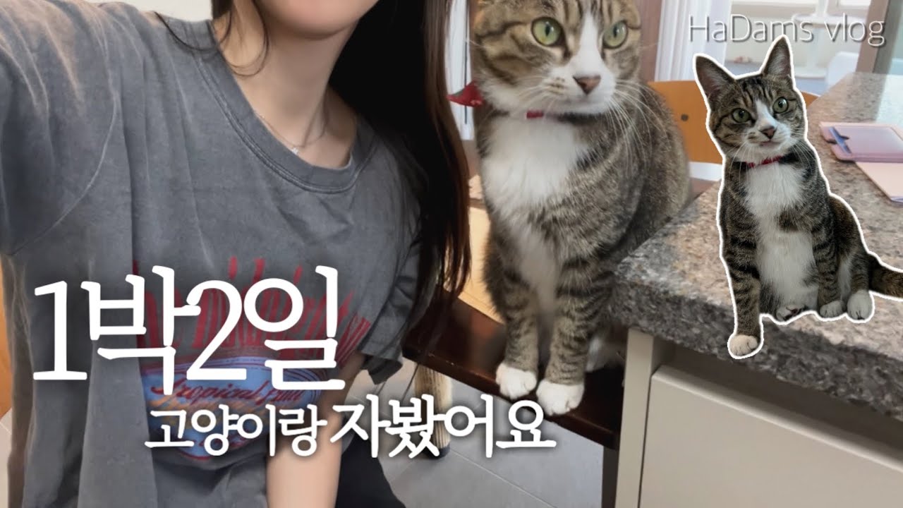 친구 “0명” ISFJ가 찾아간... 1박2일 고양이가 있는 숙소 🛋️🐈🛌