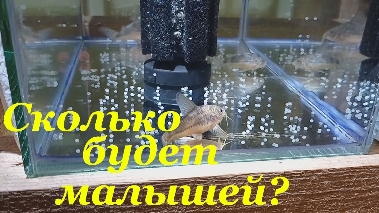 Нерест крапчатых сомов Развитие икры коридорасов Выход личинки