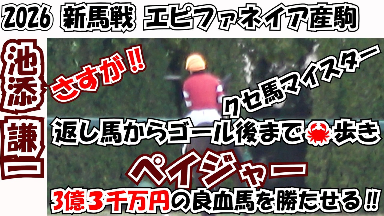 【新馬戦2026】返し馬から走った後もカニ歩き‼ 良血だけどクセ馬すぎるペイジャー‼ クセ馬マイスター池添謙一騎手の騎乗で勝たせる! 現地映像