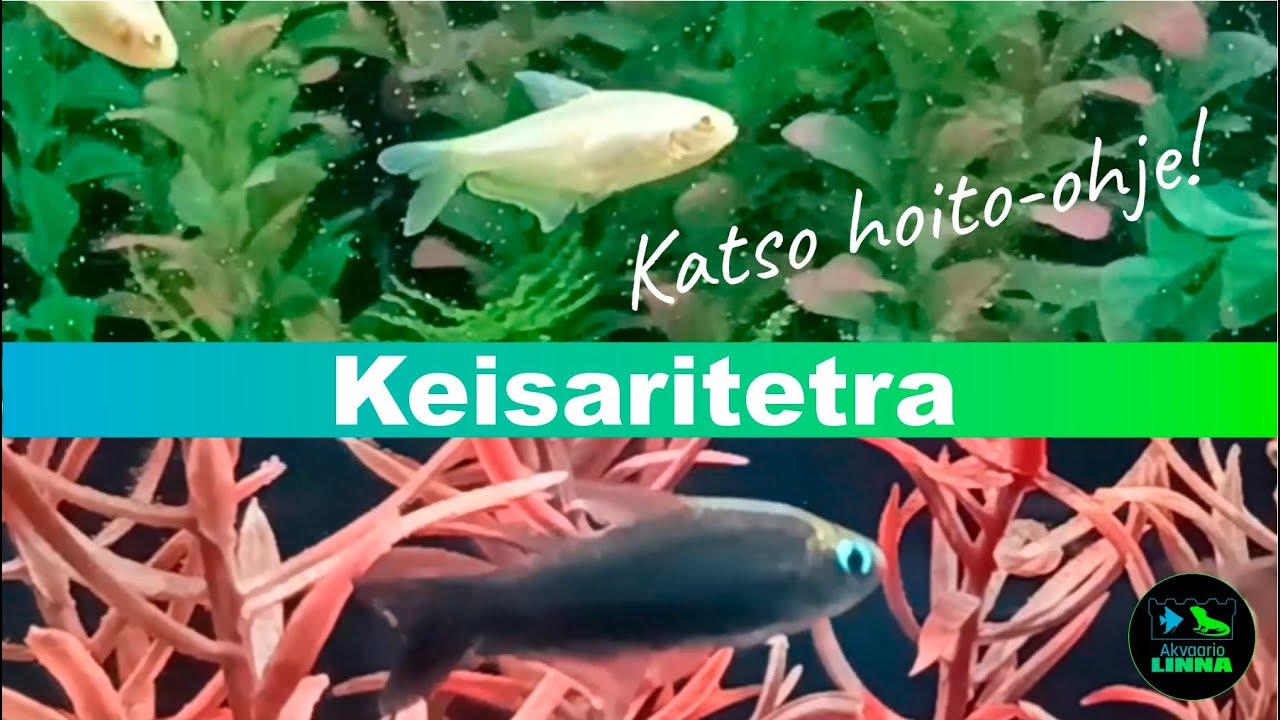 Keisaritetra Nematobrycon palmeri