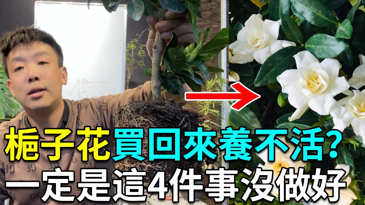 栀子花到家後一定要做这4件事！做到了叶片不会发黄，花苞开爆盆！【禅艺绿植工作室】