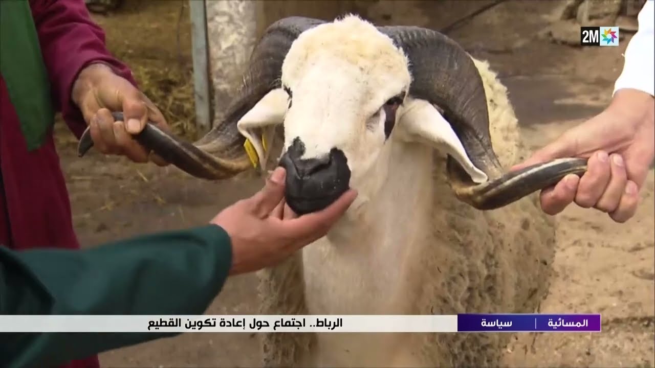 الرباط.. إجتماع حول إعادة تكوين القطيع