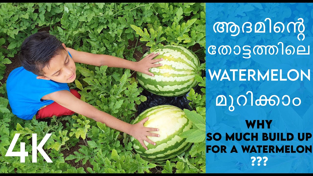 How to Grow Watermelon at Home | Pick and Cut Watermelon | Family Vlog | Vlog
