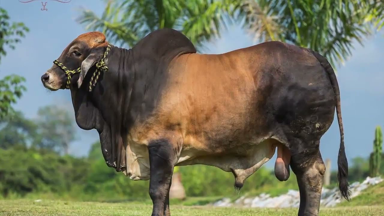 RANCHO EL REBOZO; BRAHMAN ROJO Y GRIS DE LAS PRINCIPALES LÌNEAS GENÈTICAS EN EL MUNDO.