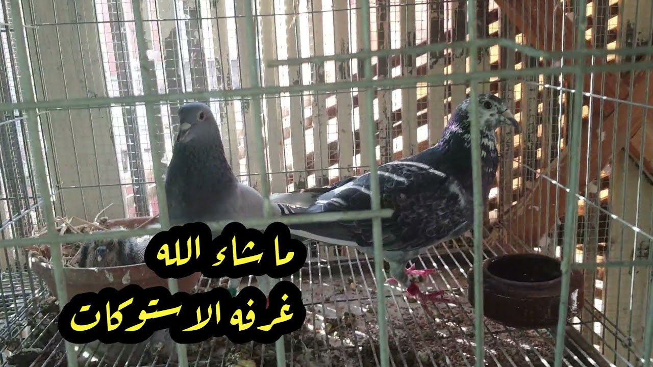 فيديو مهم من غرفه الاستوكات ومعلومات على السريع
