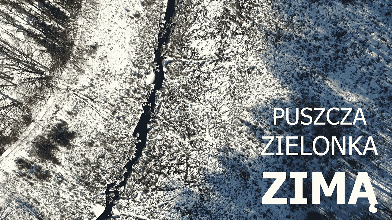 Puszcza Zielonka zimą.