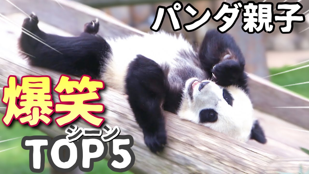 【赤ちゃんパンダ楓浜】笑いたい時はズバリ❗️このパンダ親子を見よう〜🐼