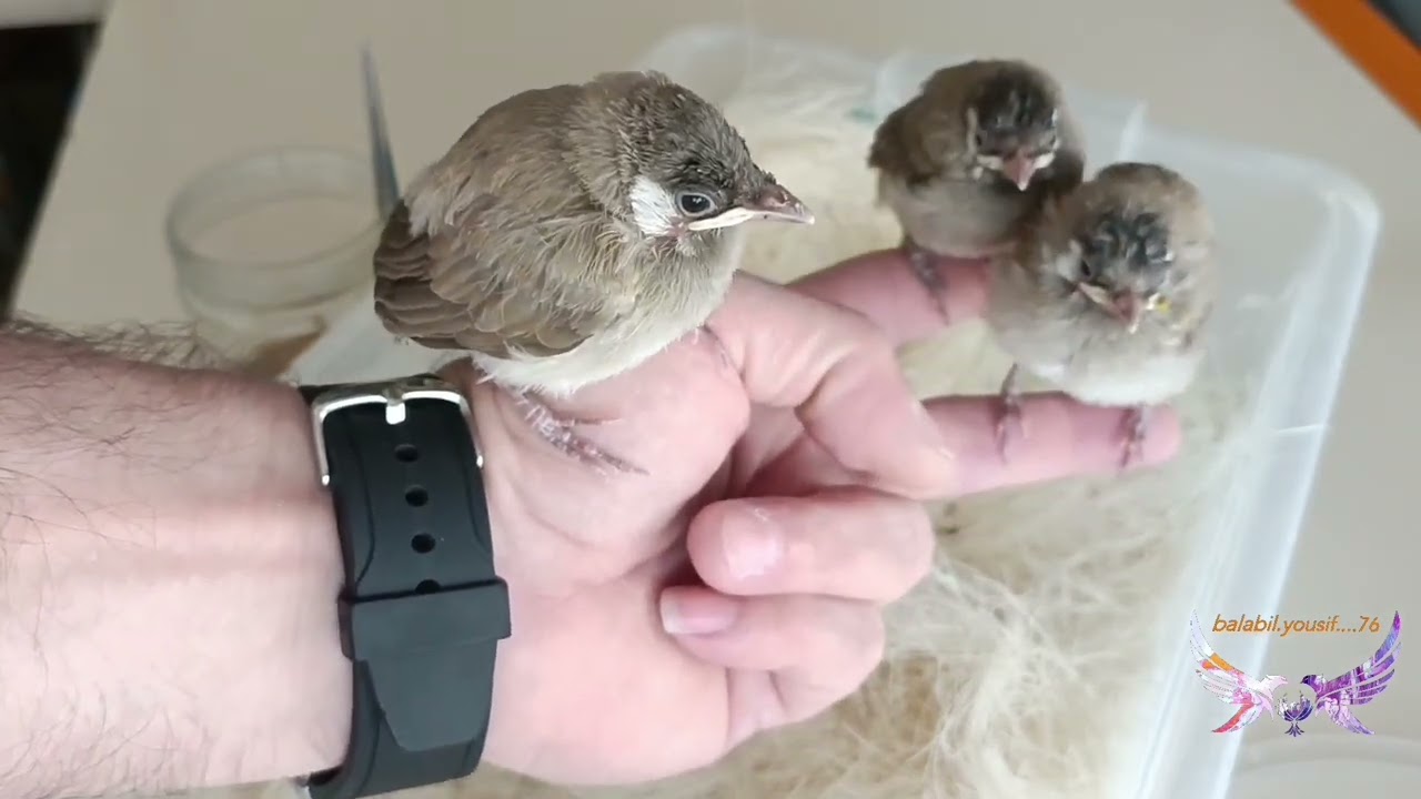 كيف نوالف فراخ البلابل علينة ونخليها تطلع بره البيت  بدون ما تنهزم وشوكت نبدي نسمع الفراخ تغريد 🕊️🕊️