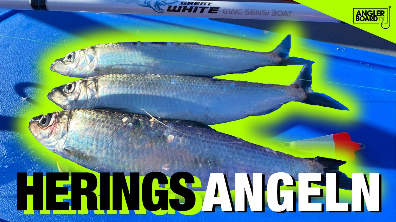 Hering angeln im Februar | Heringsangeln | Bootsangeln in Kappeln an der Schlei | ANGLERBOARD TV