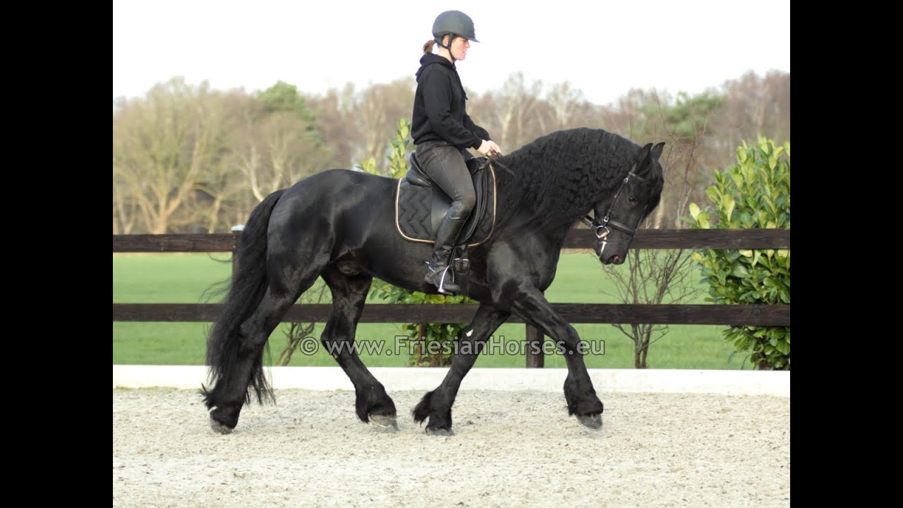 Friesian dressage horse Floris