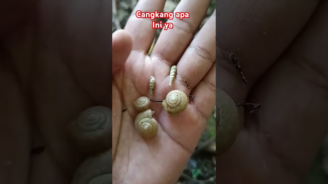 wow serem cangkang keong apa ini ya #bekicot #siput #snail #keong