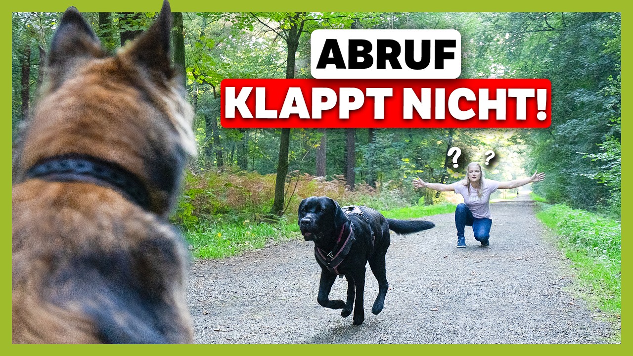 Sicheres ABBRUCHSIGNAL ► So stoppst du deinen Hund in jeder Situation | Live-Training