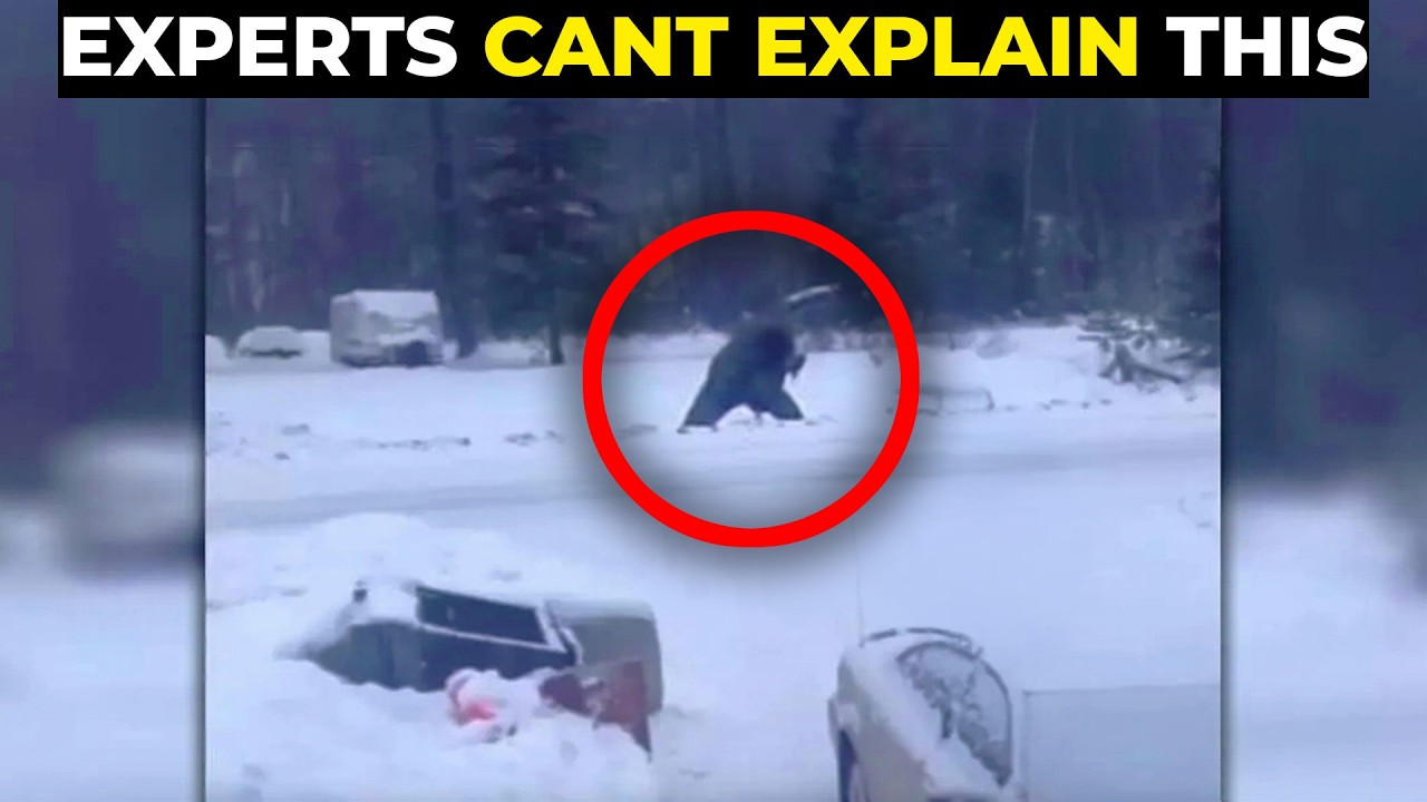 Scientists Record Strange Howling In the Woods & They're Worried
