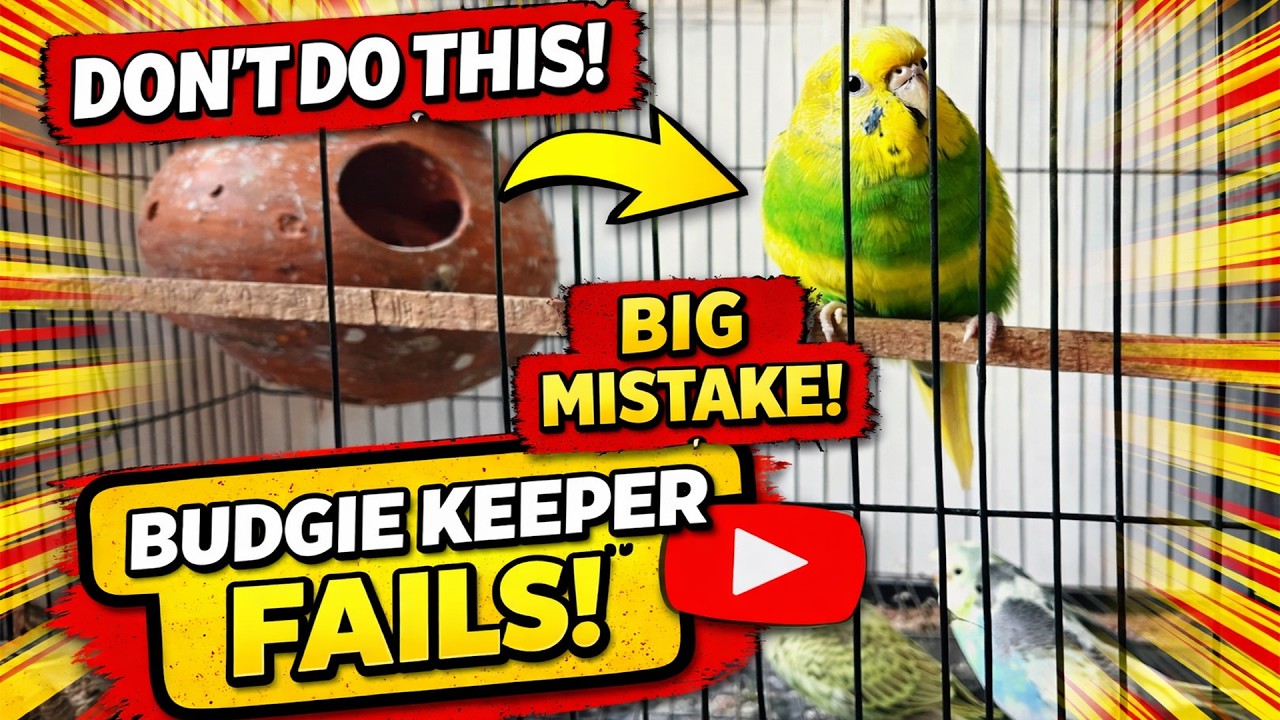 Don’t Do This! 😱 Biggest Budgie Keeper Mistake | Budgie Care Tips for Beginners