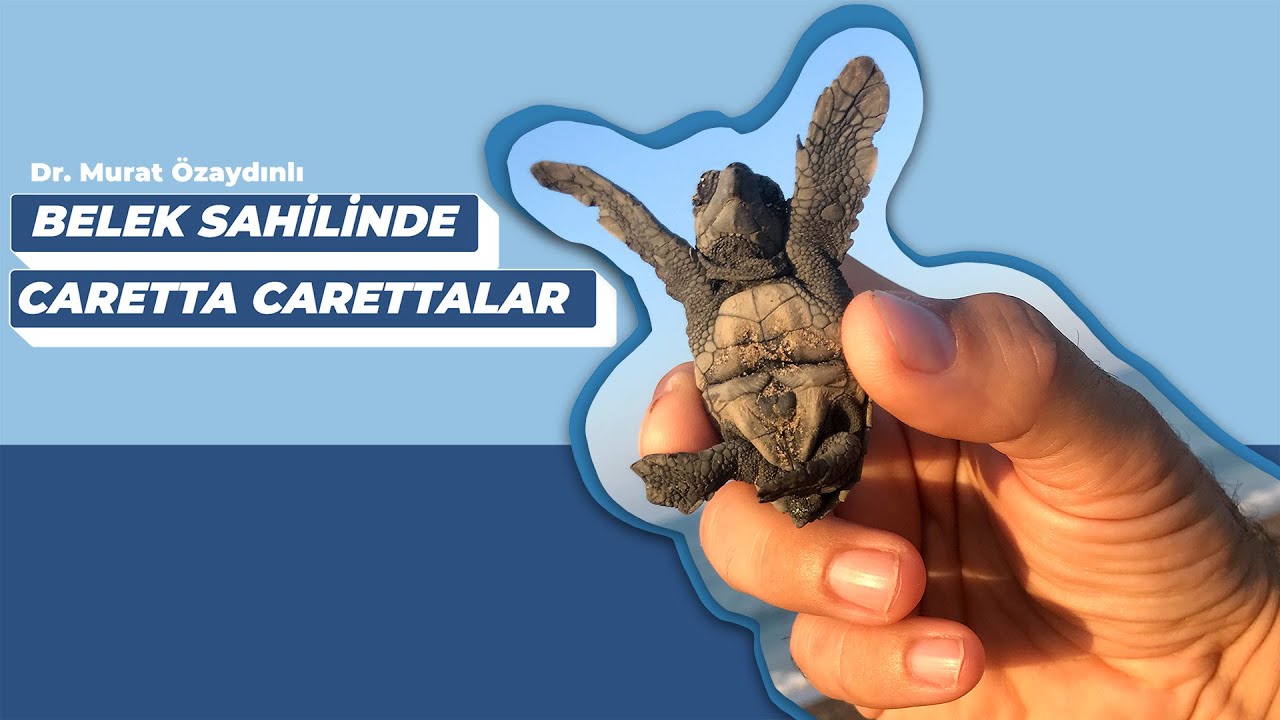 Belek Sahilinde Caretta Carettalar | Anadolu Kadim Doğa