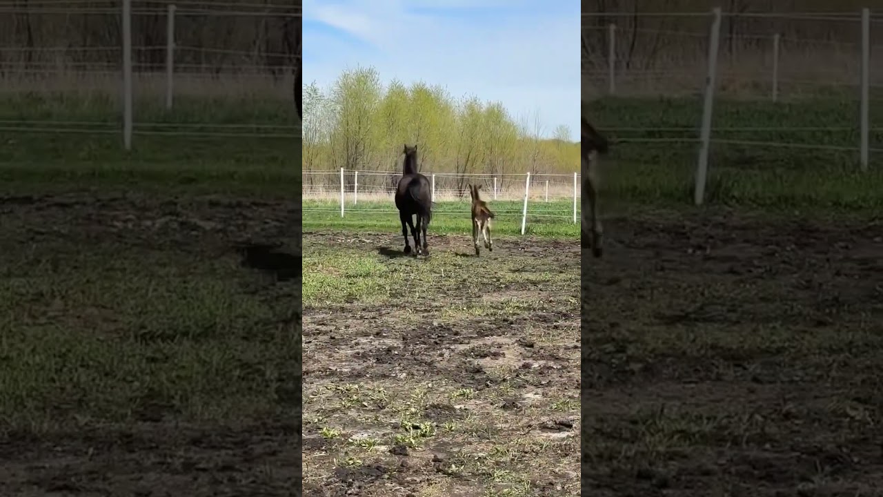 Horse Kicks Her Foal - 1510736