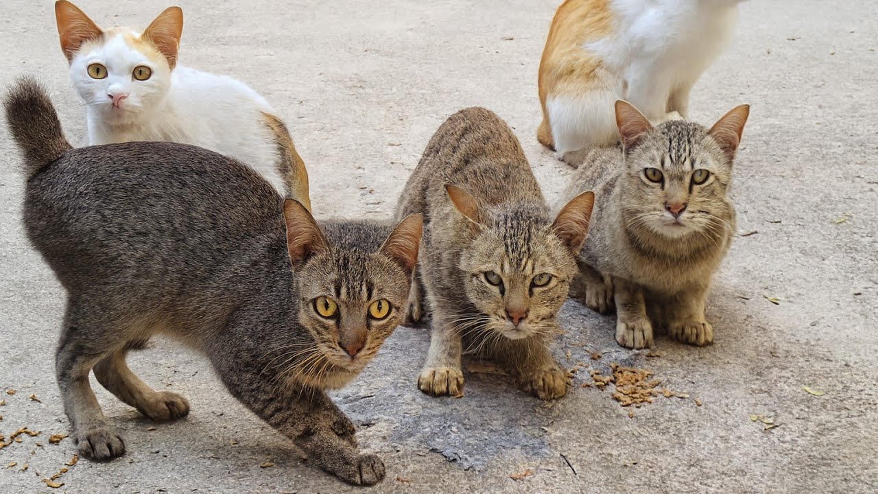 Sick stray cats because of the hot season.😺😌
