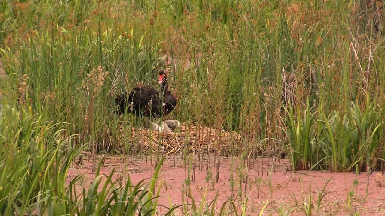 Braeside 2026 Black Swans