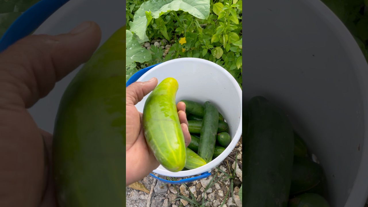 How I survive after hurricane Melissa hit Jamaica 🇯🇲