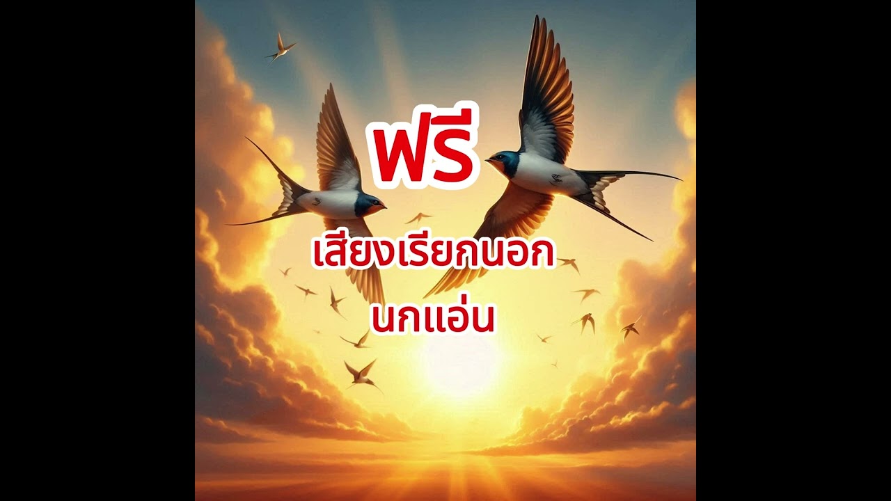 แจกฟรีเสียงเรียกนกแอ่น เสียงนอก #เสียงเรียกนกแอ่น