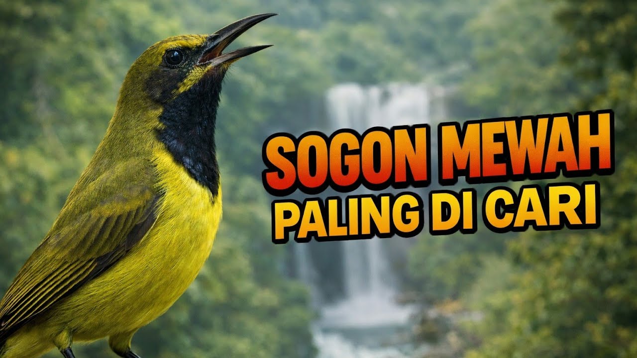 PALING DICARI MASTERAN SOGON UNTUK LOMBA NGEBREN