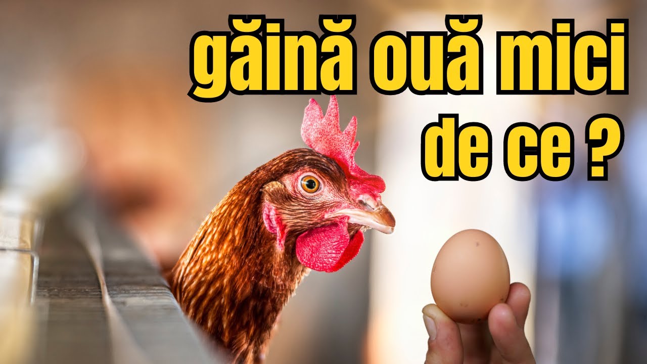 De ce găinile fac ouă mici 7 semne