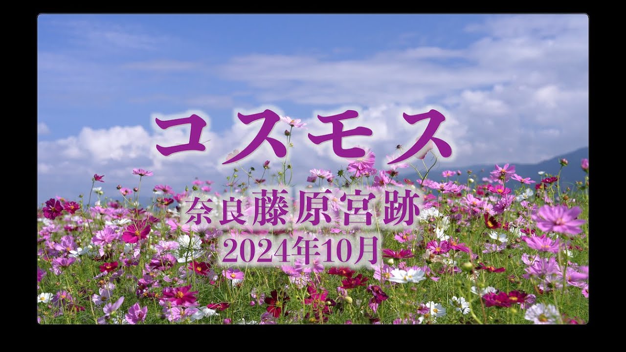 奈良藤原宮跡のコスモスが見頃となりました2024年10月