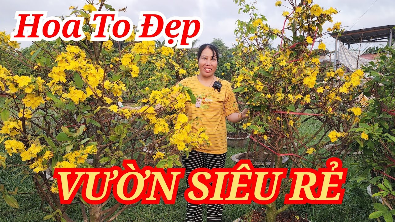 📞 LANH 0985815710 MAI TÀNG HOA TO ĐẸP SIÊU RẺ THIỆT LẸ BAO SHIP 09/03/2026 | Bến Tre Ơi