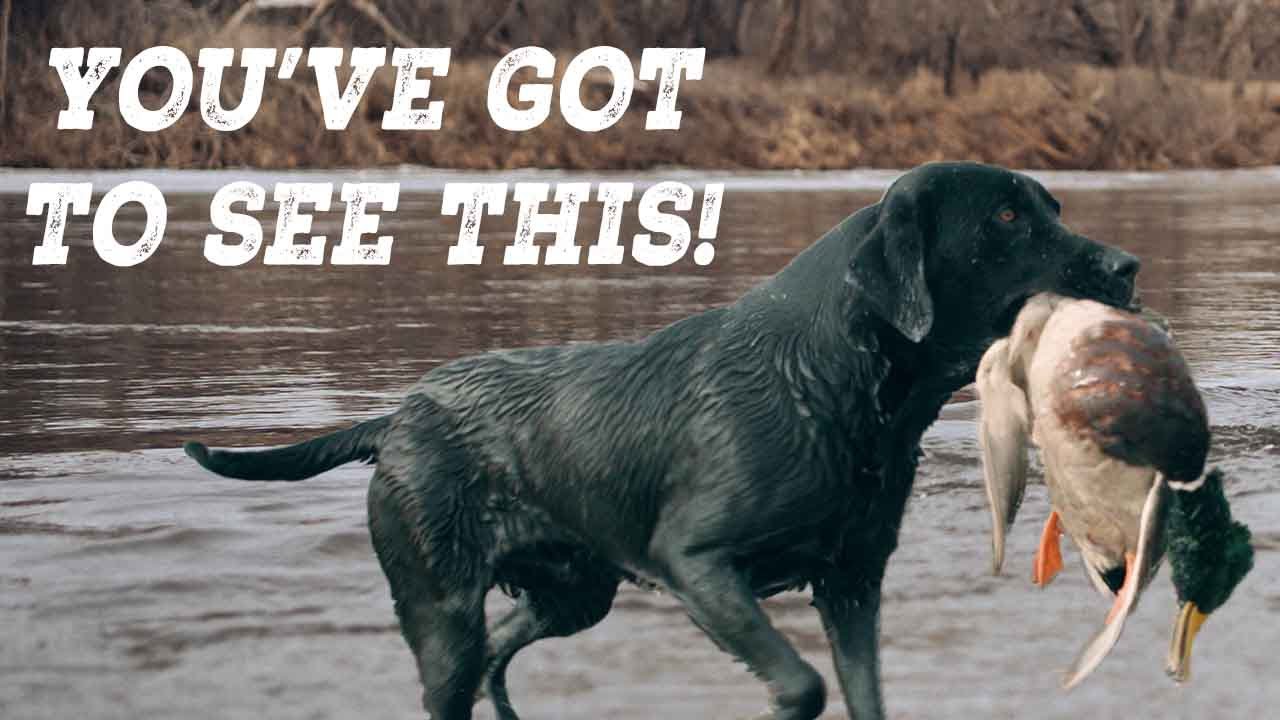 Incredible Mallard River Hunt | Young Dog Crushes Cold-Water Retrieves
