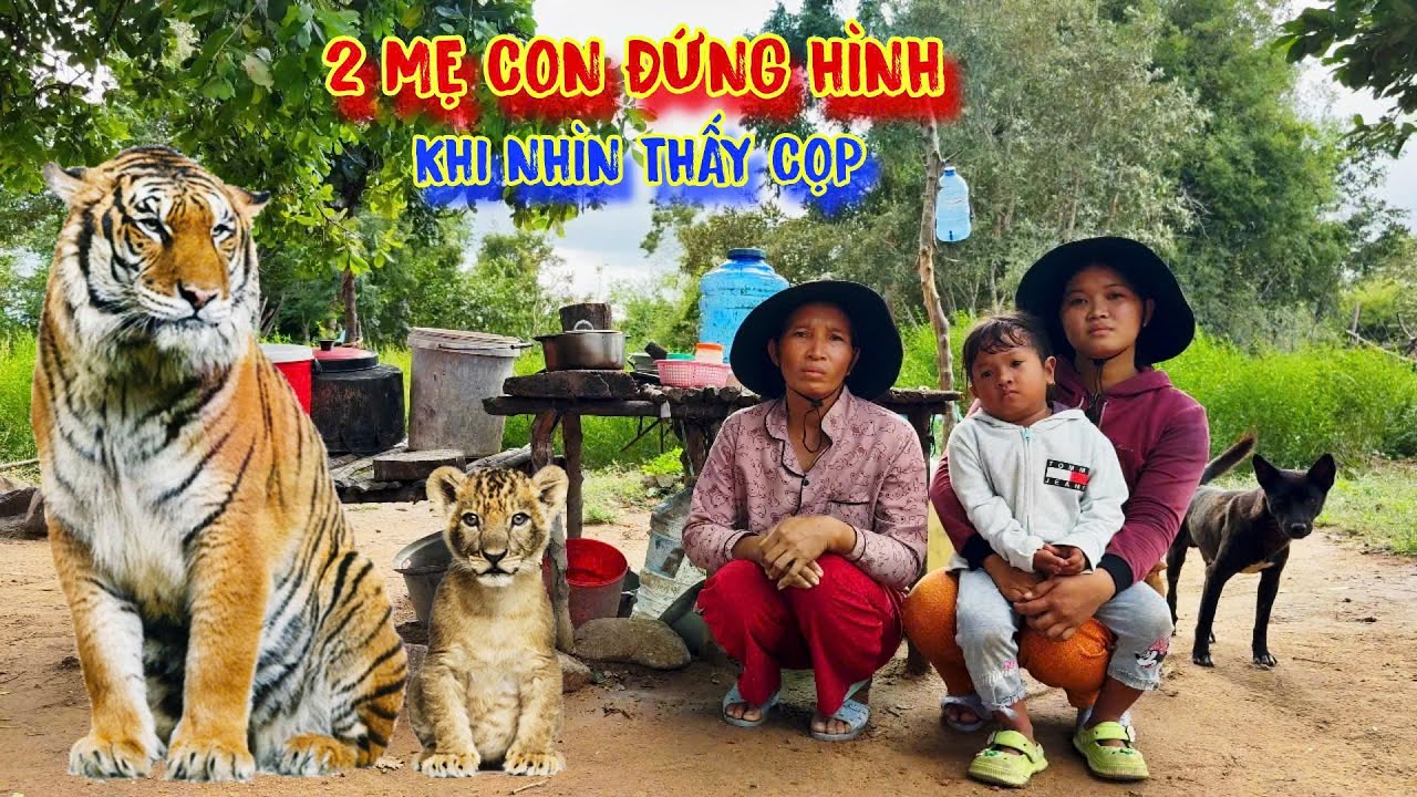 2 MẸ CON, ăn ngủ ở rừng, gặp 2 CON CỌP, to khổng lồ - tập 1241