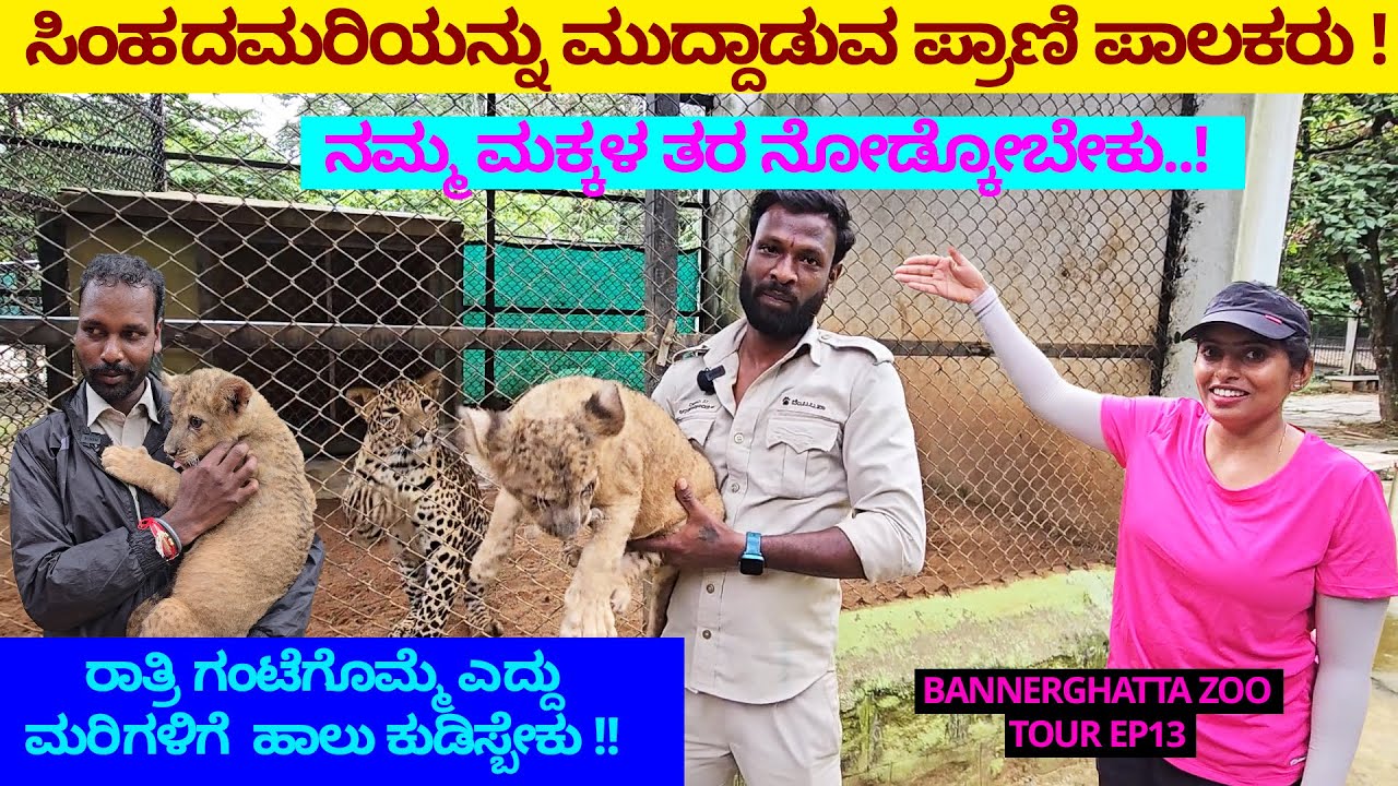 ಸಿಂಹದ ಮರಿಯನ್ನು ಮಗು ತರ ಮುದ್ದಾಡುವ ಪ್ರಾಣಿ ಪಾಲಕರು-Digital Maadhyama-Nandini- BANNERGHATTA ZOO HOSPITAL13