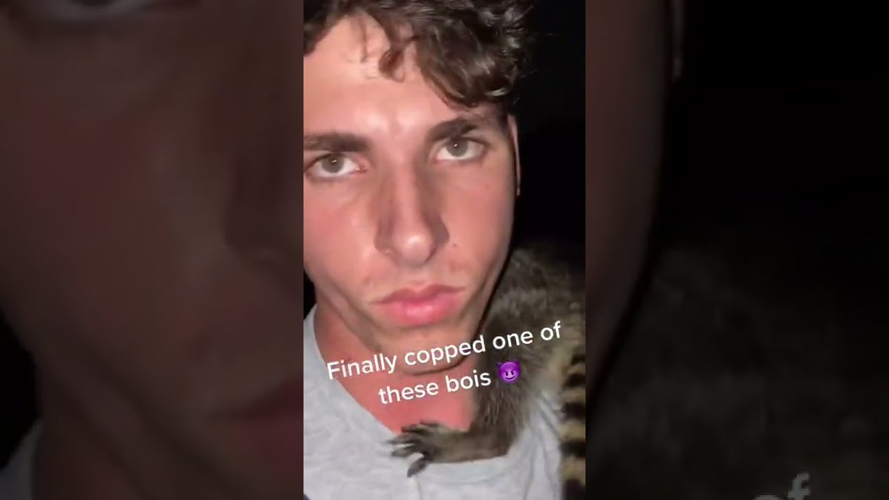 How to Catch a Baby Raccoon (don&rsquo;t do this)