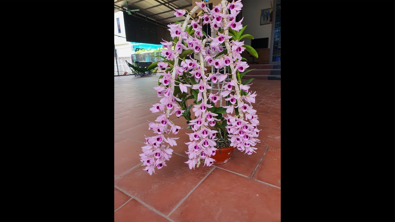 Lan Xứ mường đang phát trực tiếp! 0974827219