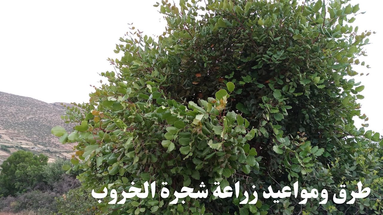 طرق ومواعيد زراعة شجرة الخروب /زراعة الخروب من البذور و العقل/Carob tree  planting