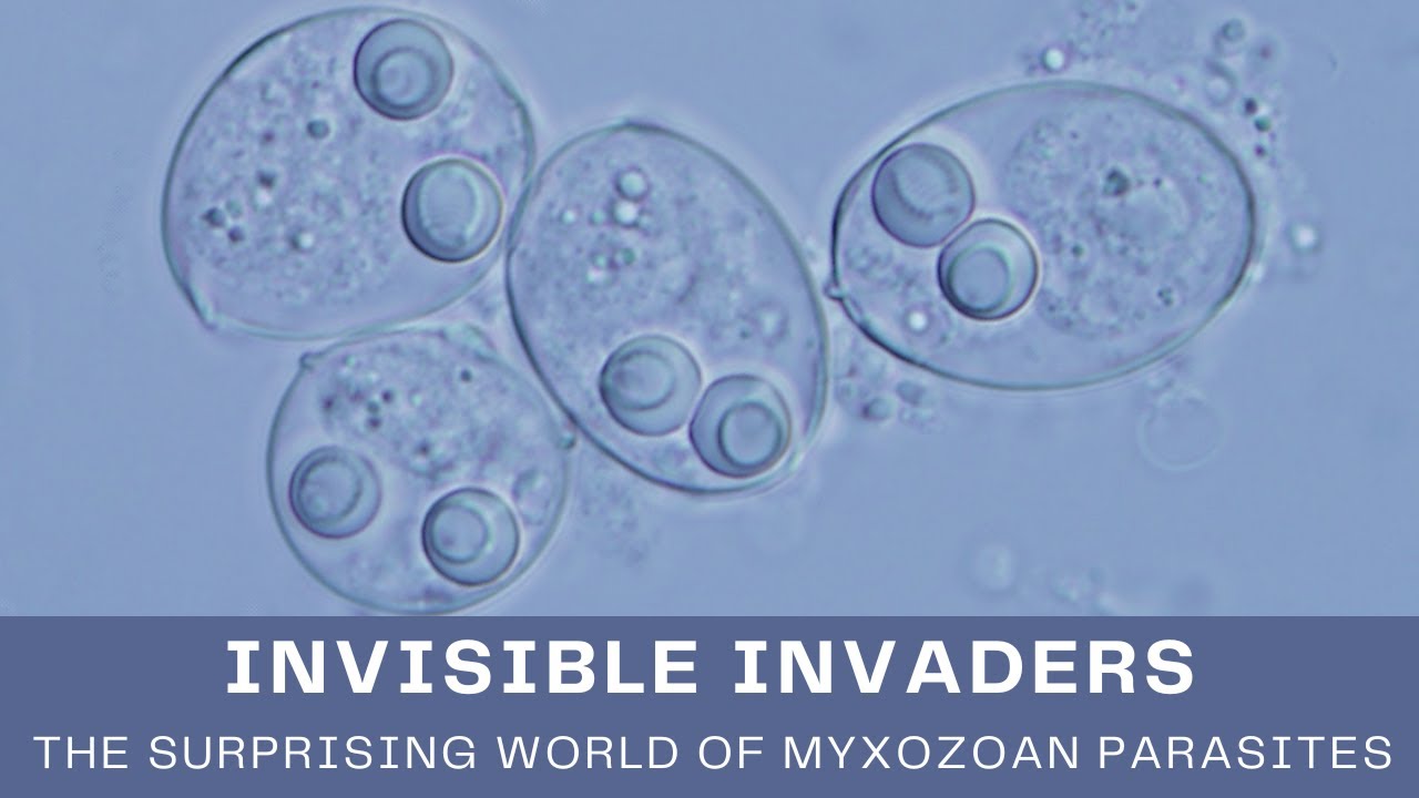 Myxozoans: The Bizarre Microscopic Jellyfish Parasites Conquering Land and Sea