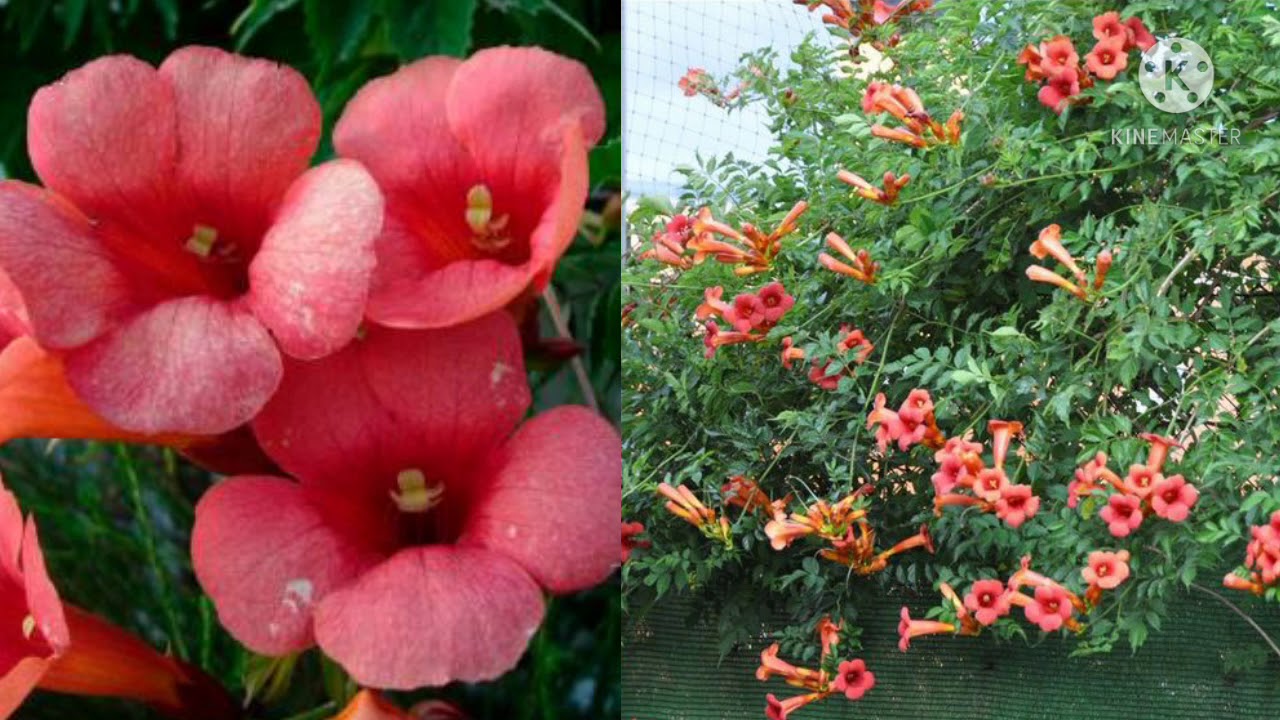 Las mejores enredaderas para Jardín