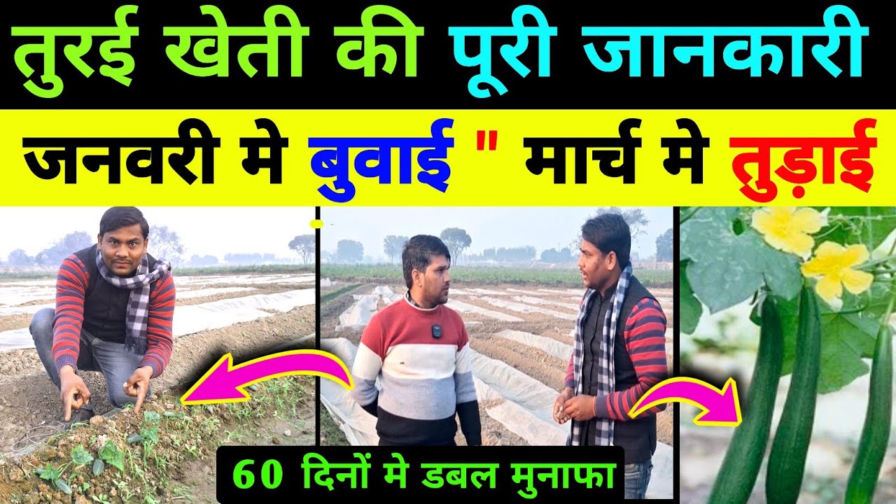 तुरई की खेती कैसे और कब करे / turai ki kheti kab kre / torai ki kheti kaise kre / nenua ki kheti 