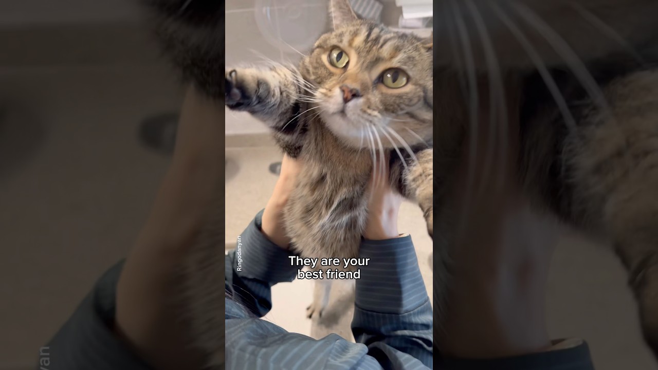 You are their whole world ❤️ #shorts #cat #funny