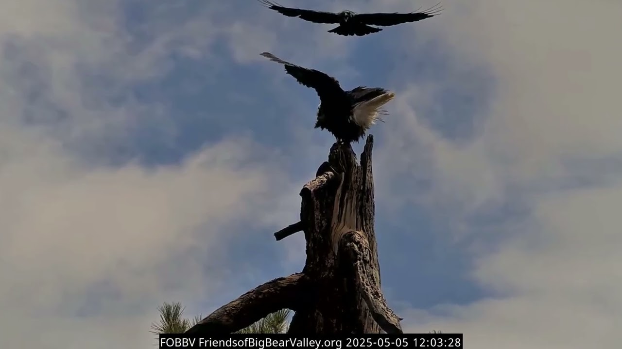 Red tailed hawk strafes Jackie on LS, common ravens strafe Shadow on HT 05.05.2025 @FOBBVCAM