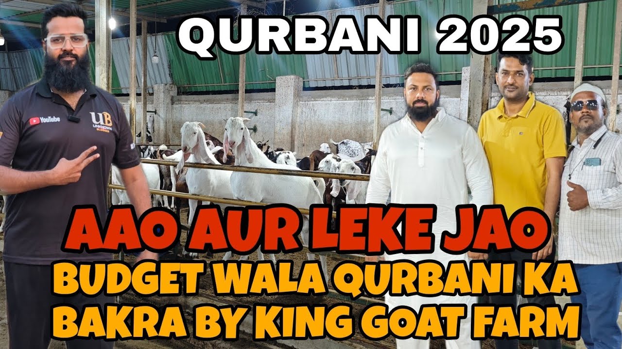 QURBANI 2025 K LIYE KHOOBSURAT BAKRA WO BHI BUDJET MAY AT KING GOAT FARM🐐MUST VISIT HAQSE BAKREBAAZ