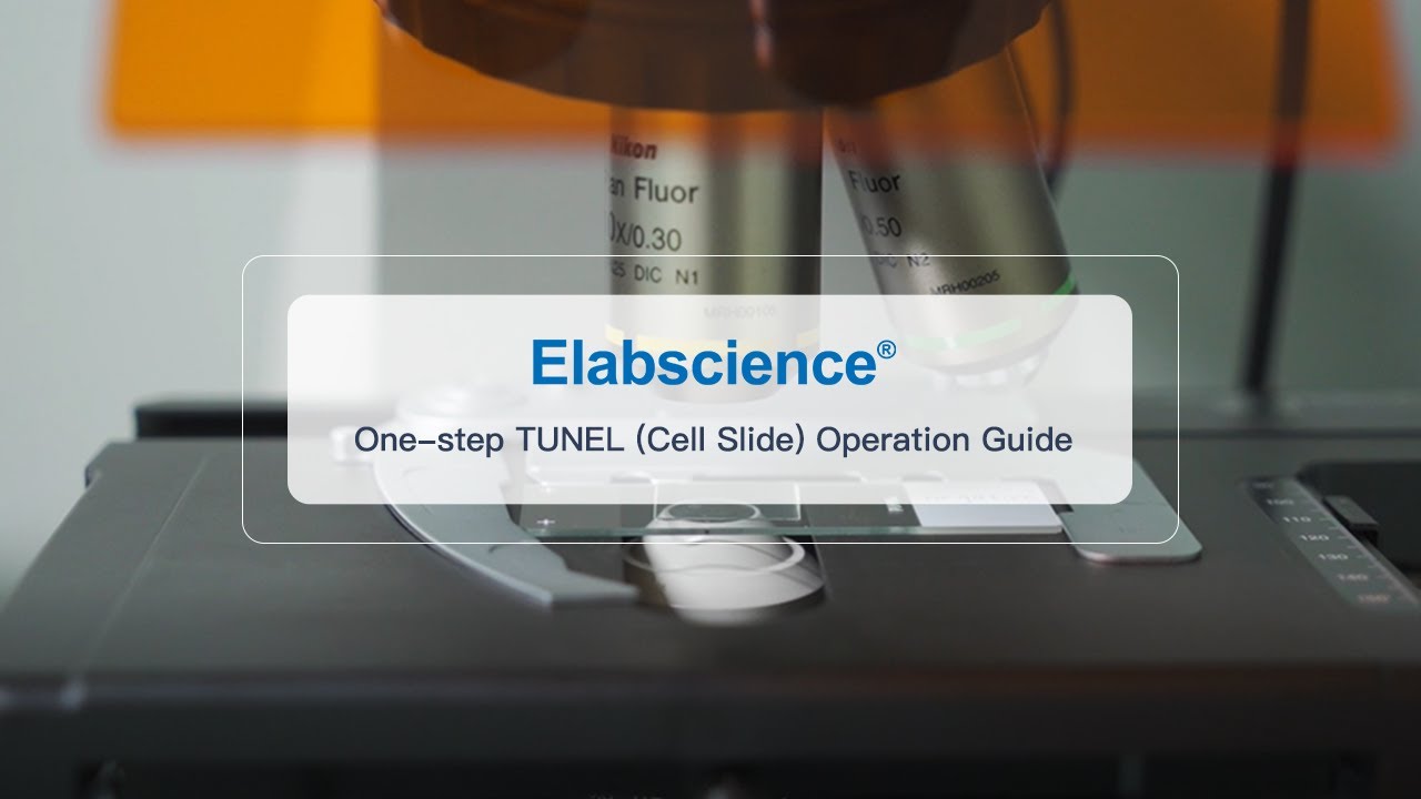 One-step TUNEL (Cell Slide) Operation Guide