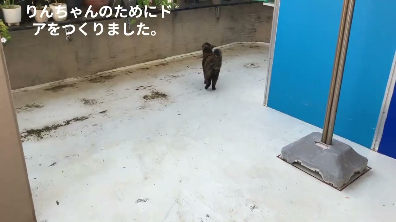 りんちゃんドア 2