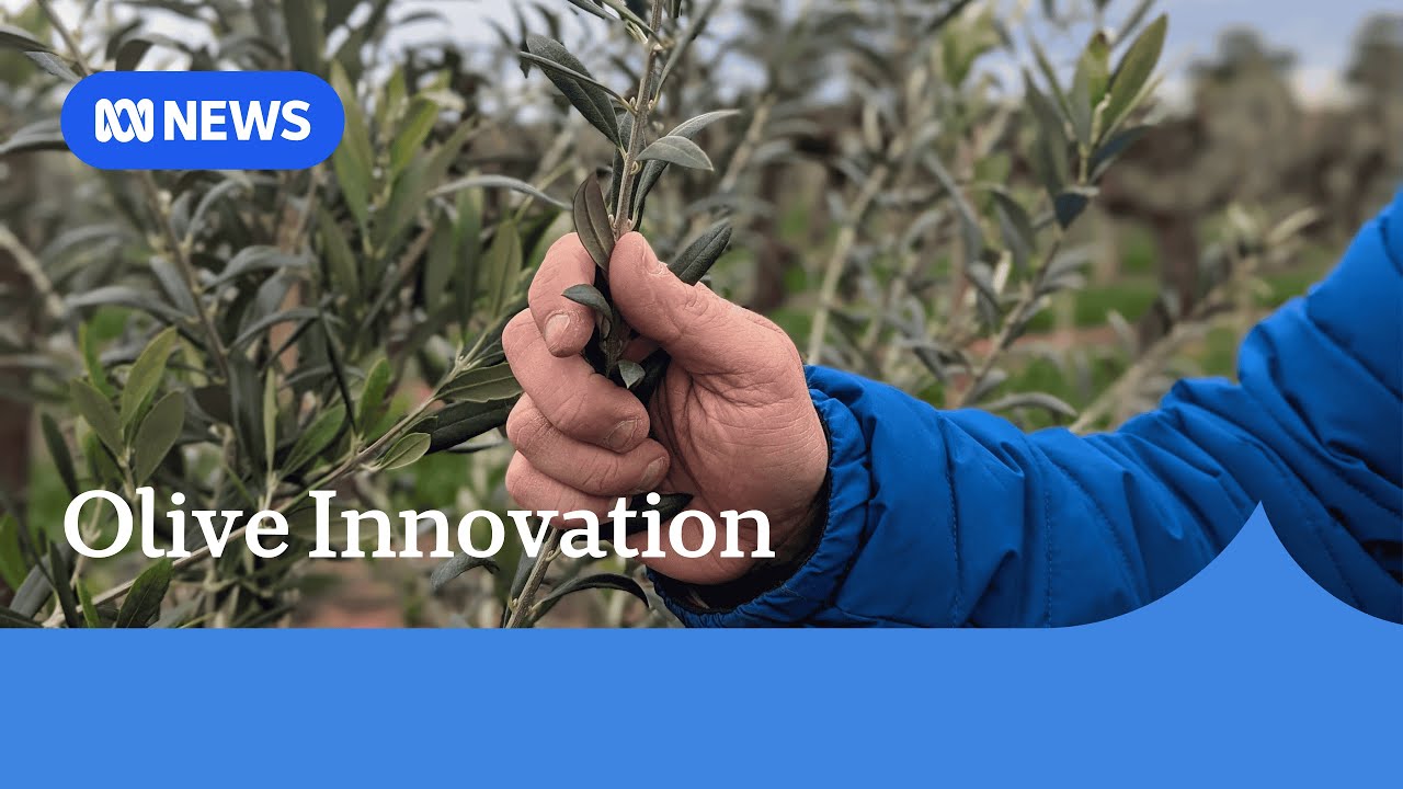 Australian innovation to boost olive flavour, improve efficiency | ABC NEWS