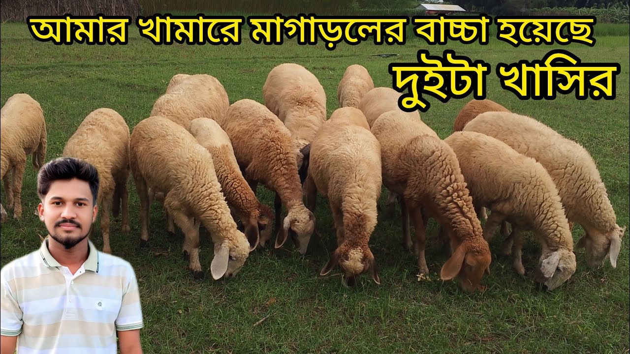 আমাদের খামারে মা গাড়লের বাচ্চা হয়েছে দুইটা খাসির বাচ্চা
