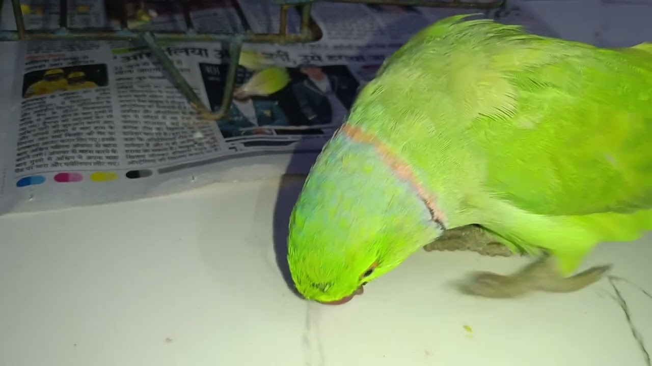 मम्मी बोलने वाला मिट्ठू 🥰 | Full parrot 🦜 video #trending#trending #talkingparrot#vairalvideo 