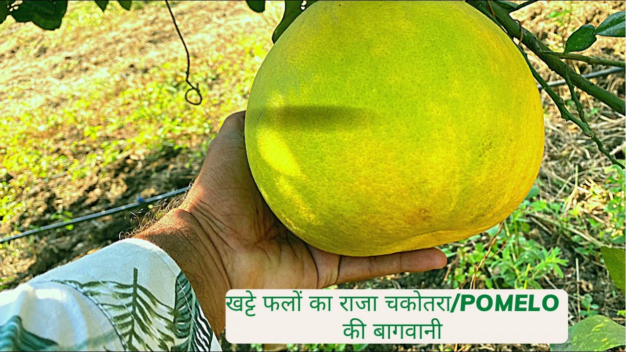 चकोतरा की खेती करें, पोमेलो (Pomelo Farming) की बाग़वानी अब कही भी करें और लाभ कमायें! #9784430000